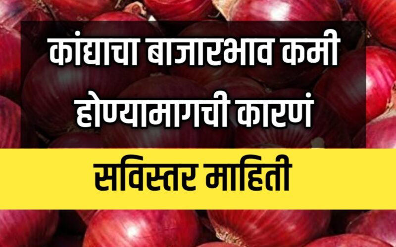 कांद्याचा बाजारभाव कमी होण्यामागची कारणं आणि त्याचे परिणाम