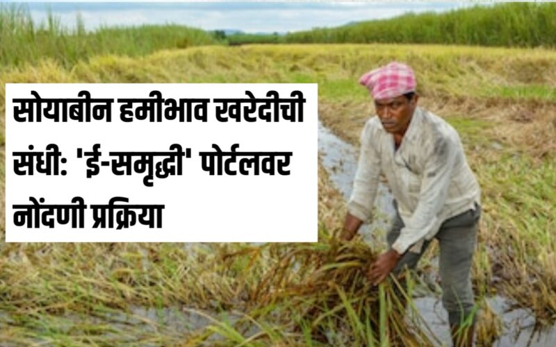 अतिवृष्टी, अनुदानाचे लटके आणि हमीभाव खरेदीची धडपड: महाराष्ट्रातील शेतकरी दुहेरी संकटात!